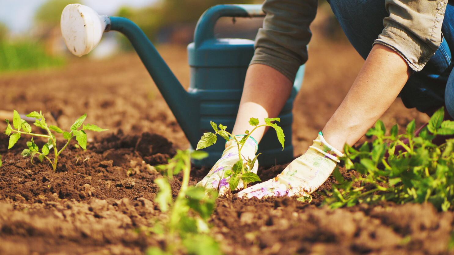 Autumn/Winter Gardening Workshop event at Kerry Mental Health & Wellbeing Fest 2022