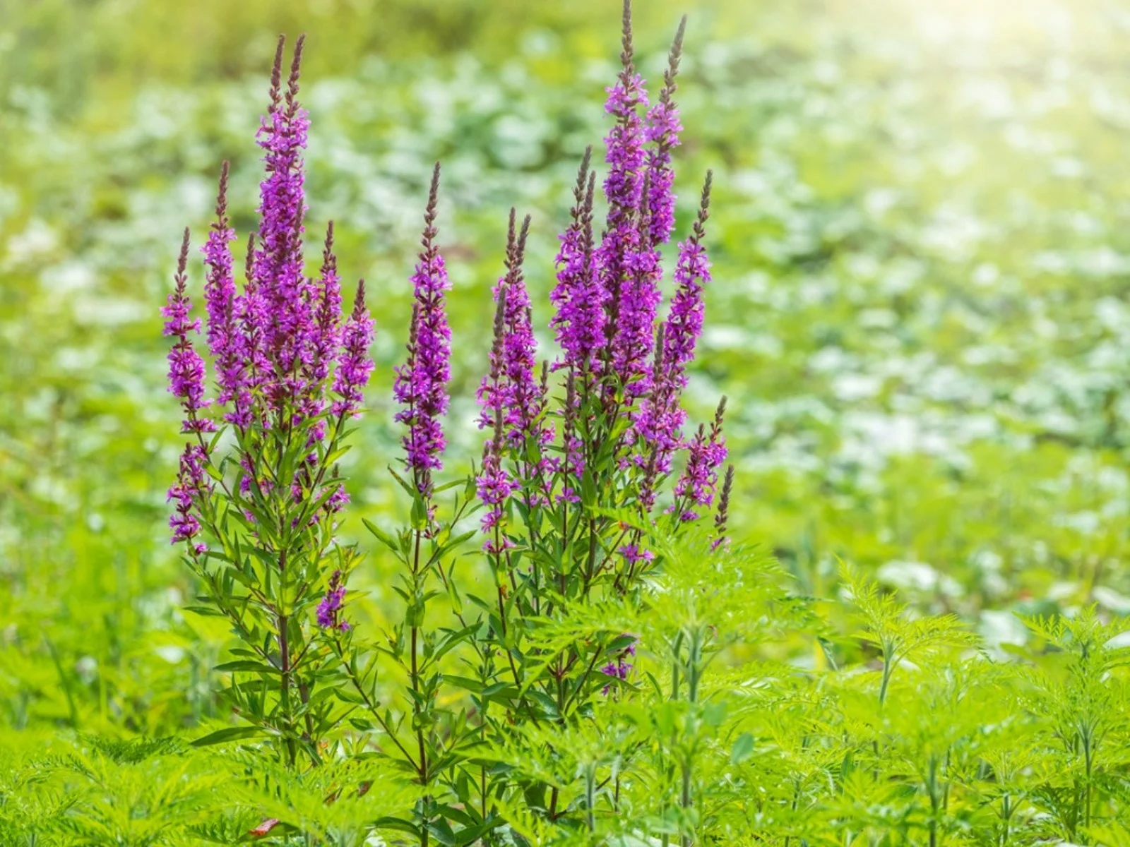 Wild Weeds Herbal Medicine Workshop event at Kerry Mental Health & Wellbeing Fest 2023