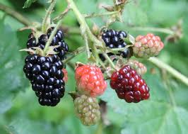 Identifying Medicinal Plants & Herbs in Nature event at Kerry Mental Health & Wellbeing Fest 2022