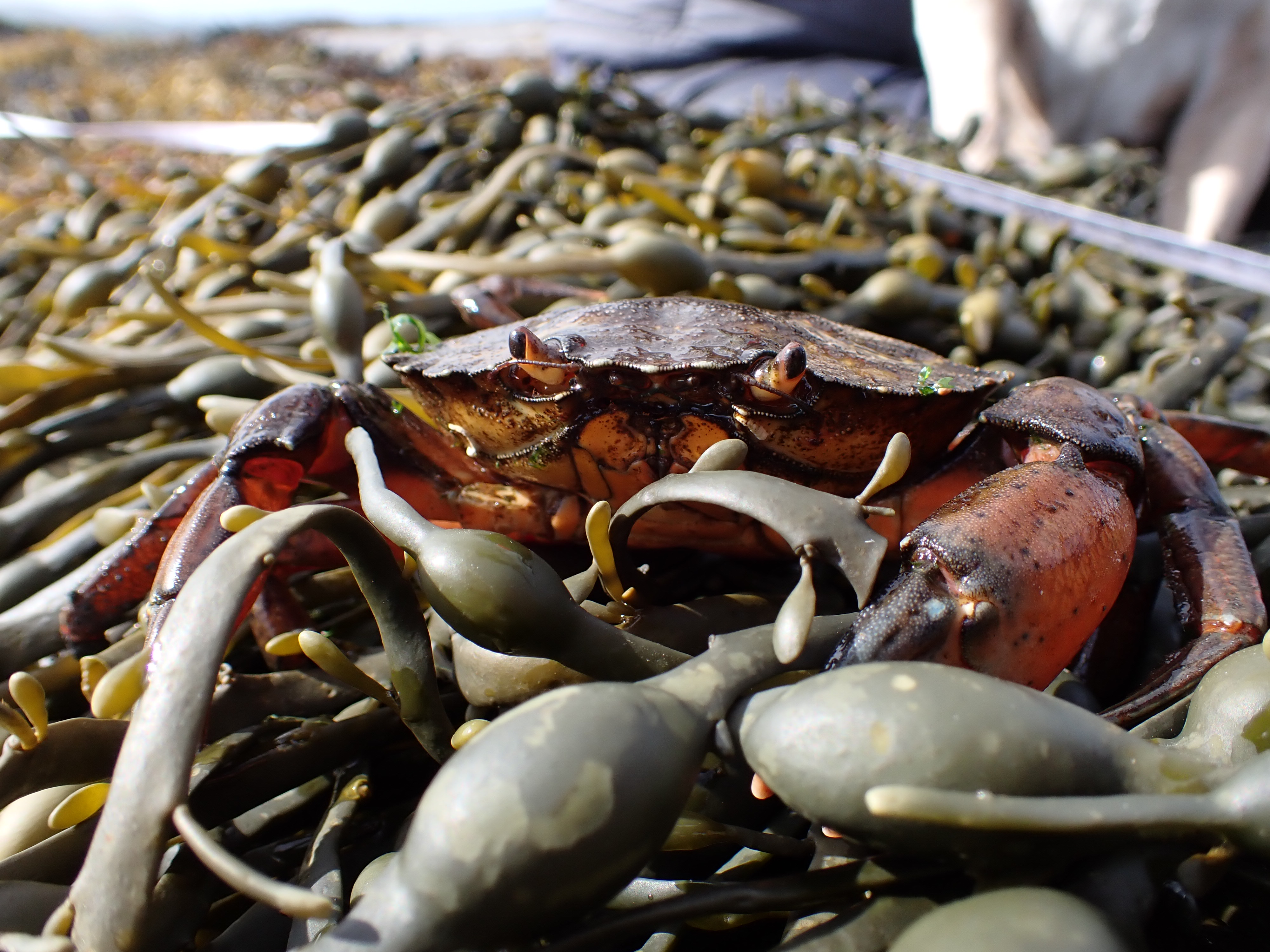 Seashore Mindfulness Walk & Tidepool Wonders event at Kerry Mental Health & Wellbeing Fest 2022