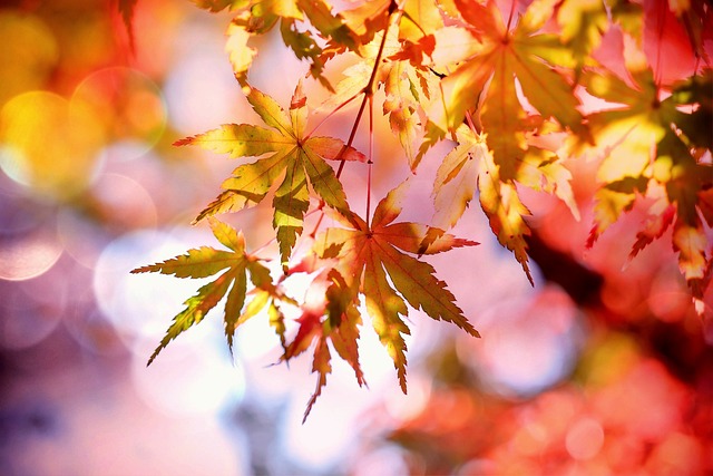 Embrace the Season: A Guided Meditation and Reflection Session event at Kerry Mental Health & Wellbeing Fest 2022